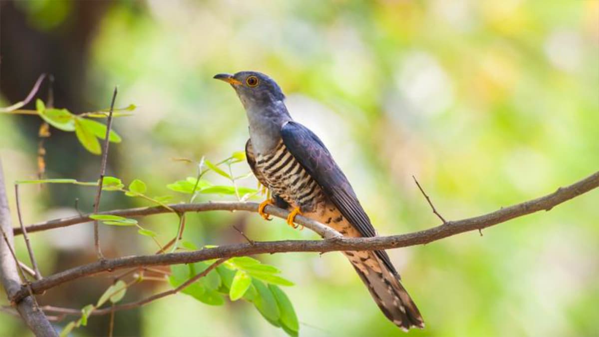 Cet oiseau qui semble inoffensif fait des ravages cet été, méfiez-vous