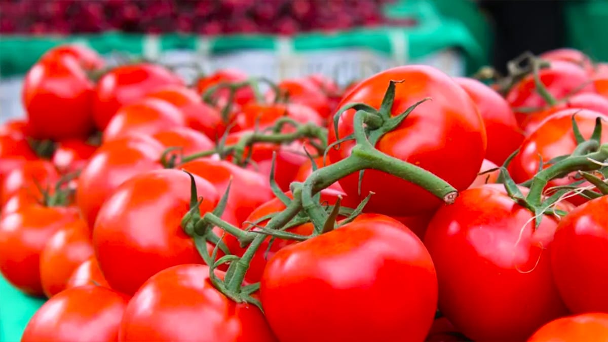 Ces tomates en supermarché font l’objet d’un rappel produit urgent en France, ne les mangez pas