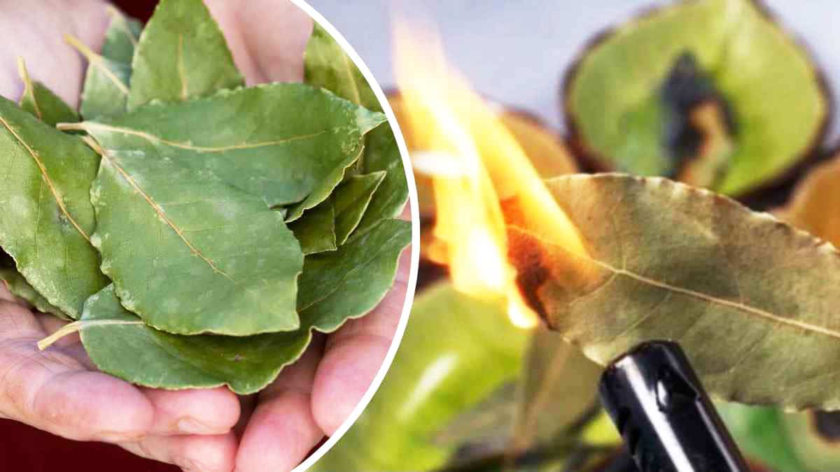 Tout le monde devrait brûler des feuilles de laurier dans sa maison, voici pourquoi