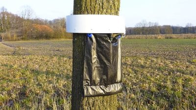 Si vous voyez ces sacs noirs accrochés dans les arbres, ne vous approchez surtout pas et fuyez