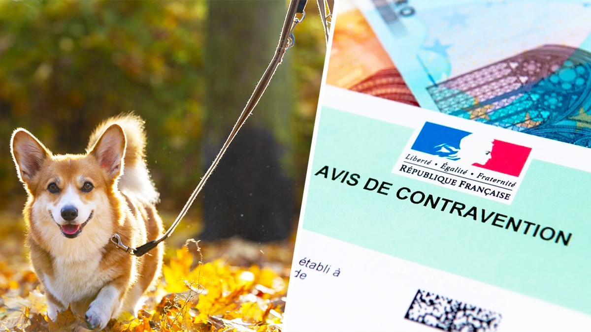 6 millions de Français ignorent cette obligation pour les animaux de compagnie, l'amende est salée