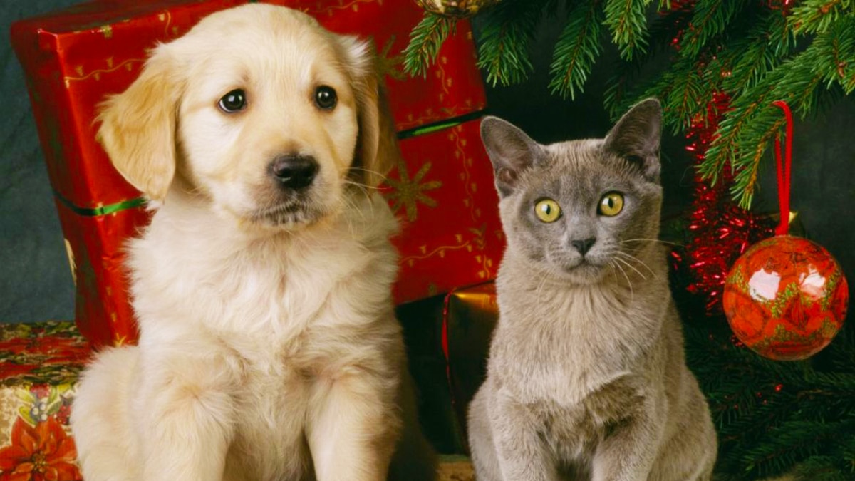 Cette décoration de Noël que l’on achète tous est très dangereuse pour les animaux de compagnie, un vétérinaire alerte