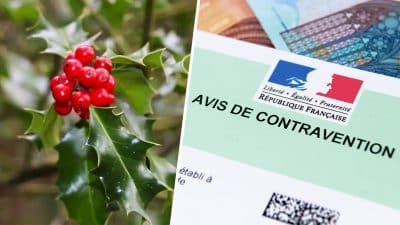 Cette lourde amende pour les personnes qui cueillent du houx et du gui, ces seules conditions autorisées