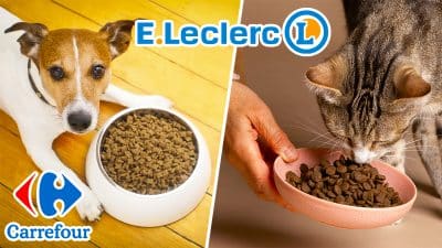 Leclerc, Carrefour… : rappel massif de ces croquettes pour chiens et chats dans toute la France